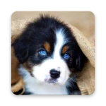 cute dog wallpaper android application logo